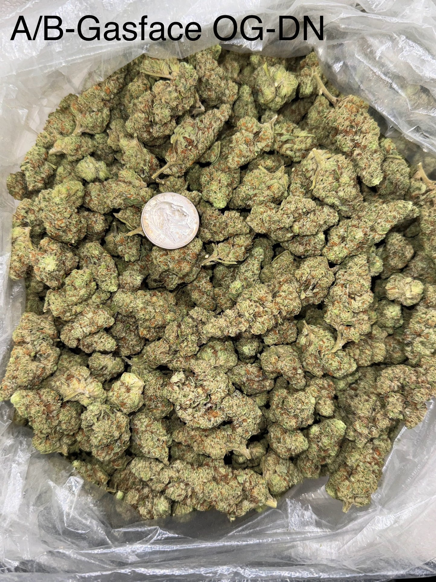 Gasface OG – Bulk THCa Flower | *Sale*