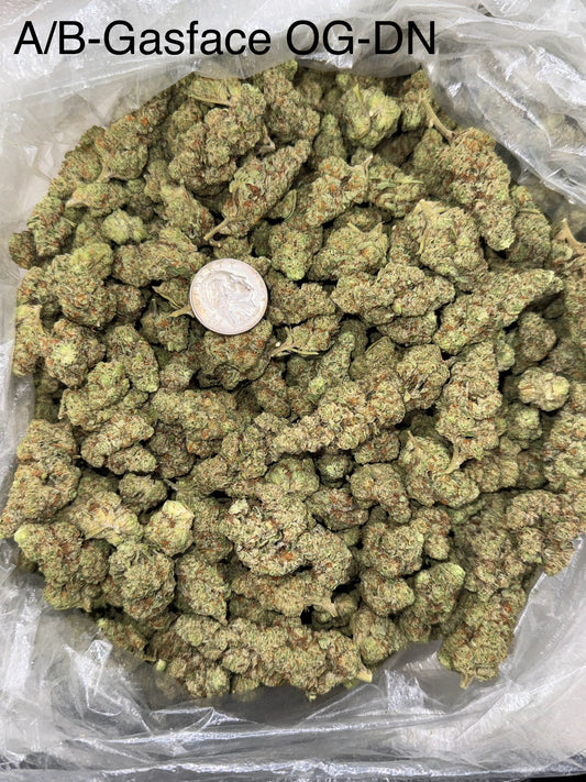 Gasface OG – Bulk THCa Flower | *Sale*