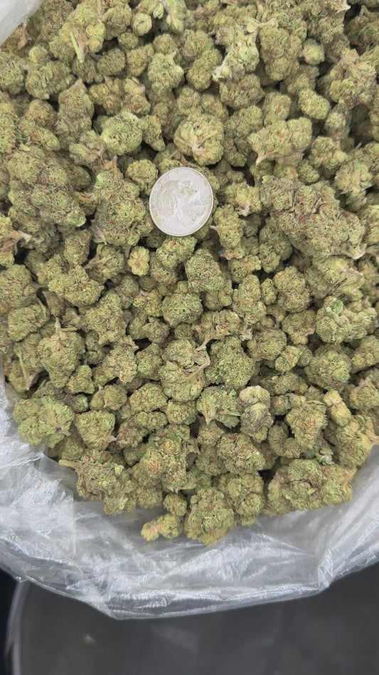 Slurty – Bulk THCa Flower | *Sale*