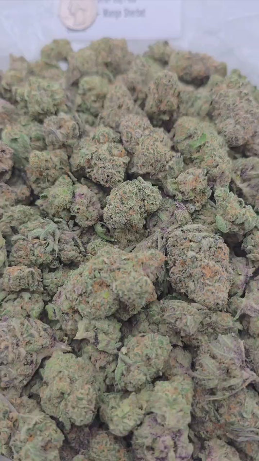 Mango Sherbet  – Bulk THCa Flower | Tier 2